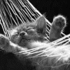Chaton