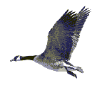 Canard